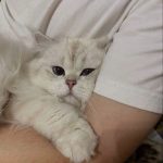Kucing Bisa Baca Emosi Manusia? Ini Fakta Ilmiahnya!