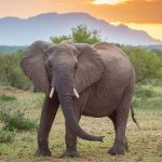 Apakah Gajah Benar-Benar Tidak Pernah Lupa?