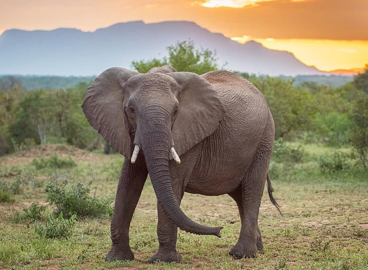 Apakah Gajah Benar-Benar Tidak Pernah Lupa?